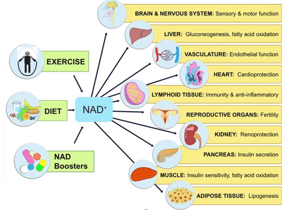 exercise,diet,nad booster