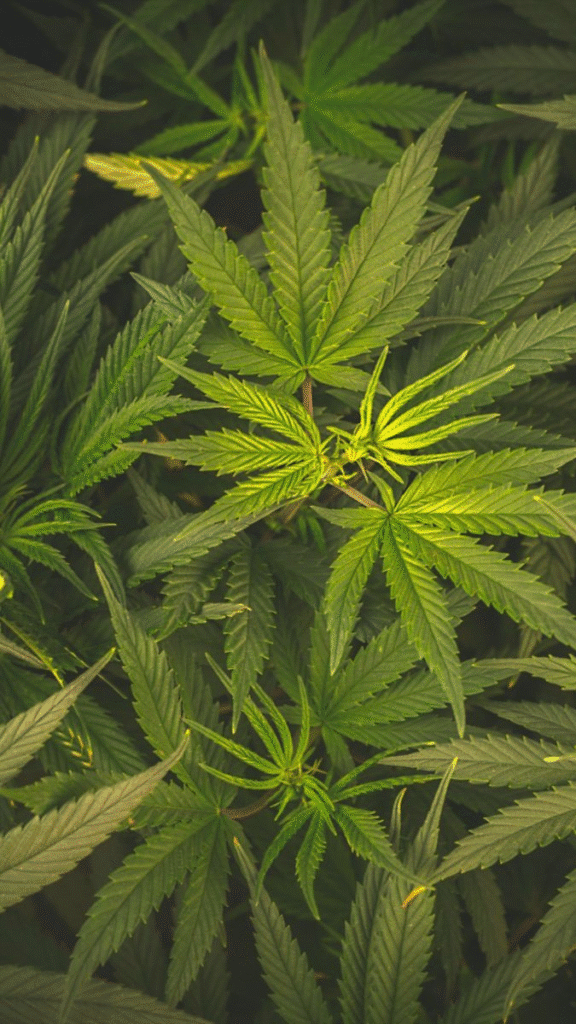 Cannabis