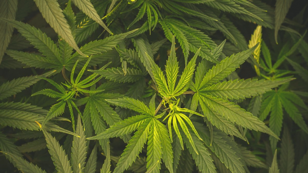 Cannabis