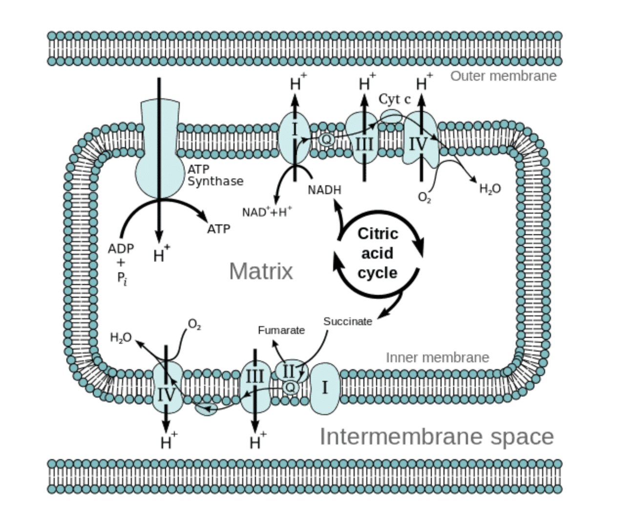 What Is Methylene Blue?