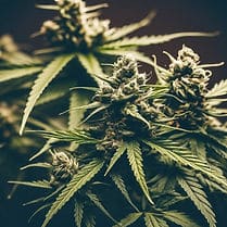 Why Anxiety is not a qualifying condition for medical cannabis in Utah | Nervana Medical