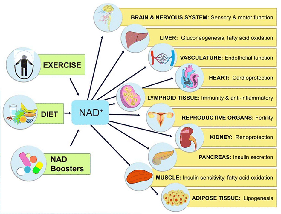 458e0d f547a940680644ed9f3ccd3f7d95d8a2~mv2